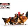 PTWXSW Chicken Warning Sign Wall Mount Rustic Metal Yard-3