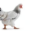 PTWXSW Chicken Warning Sign Wall Mount Rustic Metal Yard-2